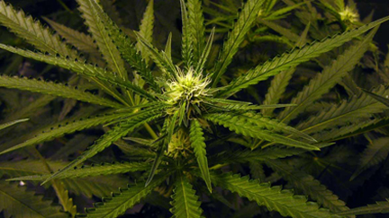 thumbnail of Your Vote Could Make the Difference on Medical Marijuana