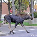thumbnail of Legislative Moose