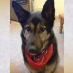 thumbnail of Lessons from a Dog