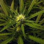 thumbnail of The Right to Get Stoned