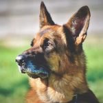 thumbnail of The Guard Dog